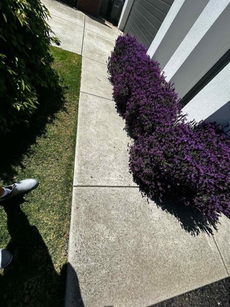 A concrete path beside a purple hedge, photographed before pressure washing