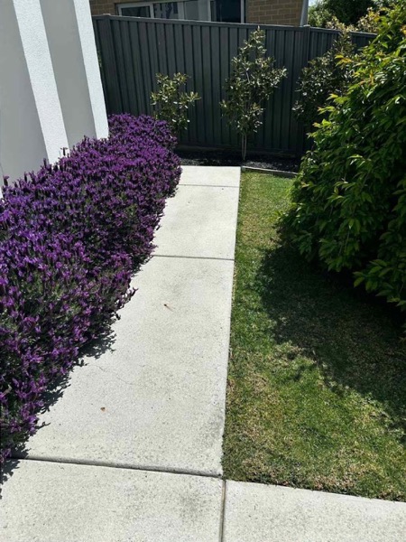 The same path photographed after pressure washing